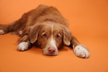 A Nova Scotia Duck Tolling Retriever lies down peacefully on an orange background, with its head...