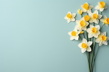 Pristine White and Yellow Daffodils on Pastel Blue Background Copy space