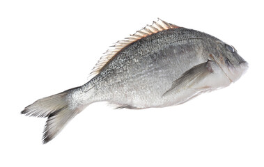 Fresh raw dourade fish isolated on white. Organic seafood
