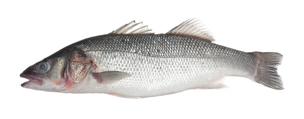 Fresh raw seabass fish isolated on white. Organic seafood