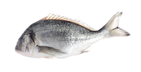 Fresh raw dourade fish isolated on white. Organic seafood