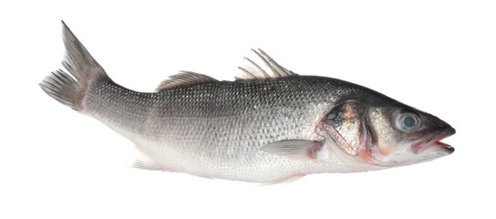 Fresh raw seabass fish isolated on white. Organic seafood