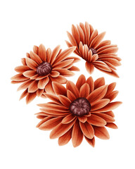 Watercolor illustration of three autumn chrysanthemums in warm orange tones. Perfect for seasonal designs, thanksgiving invitations, fall greeting cards, digital scrapbooking