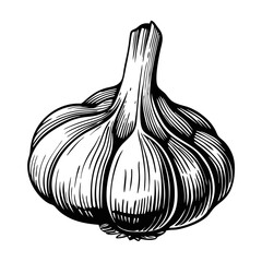 Garlic bulb sketch features detailed hand-drawn engraving of garlic cloves and root structure. Garlic bulb sketch illustrates culinary ingredient for savory dishes and medicinal herb.