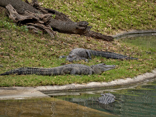 American alligator, sometimes referred to as a common alligator or simply gator, is a large crocodilian reptile native to the Southeastern United States