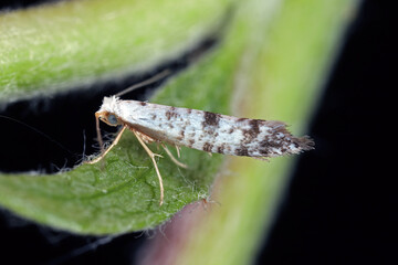 Apple blossom tineid, Argyresthia curvella. The caterpillars feed on Malus (apple) trees, where they eat the blossoms