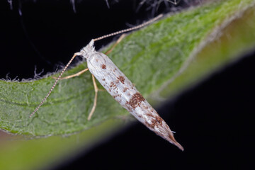Apple blossom tineid, Argyresthia curvella. The caterpillars feed on Malus (apple) trees, where they eat the blossoms