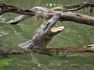 American alligator, sometimes referred to as a common alligator or simply gator, is a large...