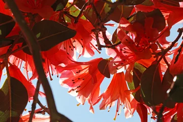 Fotobehang Azalea Red azalea flowers in Spring   © Jenny Thompson