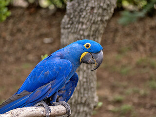 The hyacinth macaw, or hyacinthine macaw, is a parrot native to central and eastern South America.