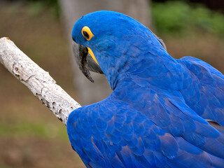 The hyacinth macaw, or hyacinthine macaw, is a parrot native to central and eastern South America.