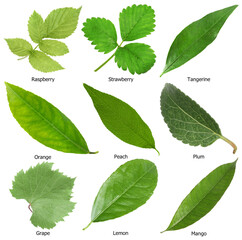 Fresh green fruit leaves and names on white background, collage