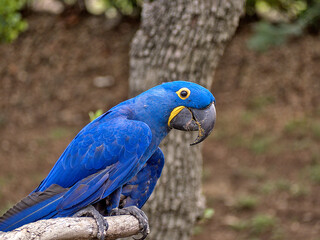 The hyacinth macaw, or hyacinthine macaw, is a parrot native to central and eastern South America.