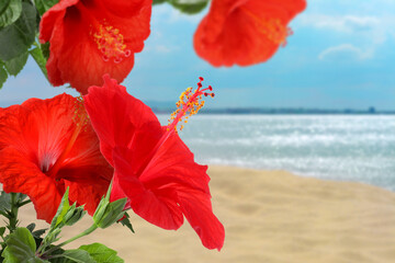 Hibiscus plant with bright red flowers on tropical island