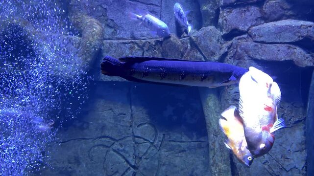 Underwater courtship display between a channa argus - northern snakehead - and an albino oscar fish, showcasing their intricate mating ritual within a vibrant aquarium environment