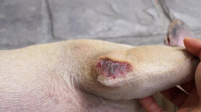 Close-up shot shows a hand gently touching a inflamed, reddish-purple skin lesion of an animal