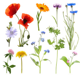 Wildflowers on white background, set. Different blooming plants