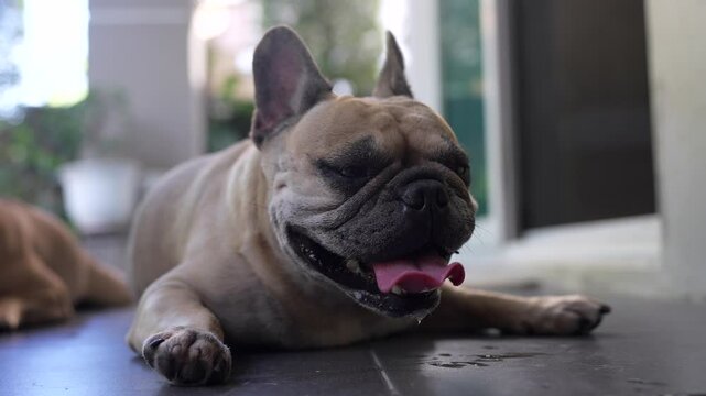 French Bulldog with erect ears lying down on a dark surface, panting with its pink tongue extended