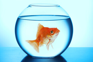 Bright goldfish in round aquarium on table against light blue gradient background