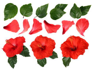 Beautiful red hibiscus flowers and green leaves on white background, collage
