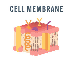 Flat Vector Illustration of Cell Membrane Structure Without Labels – Modern Minimalist Design for Biology Education, Medical Science Infographics, Teaching Materials, and Digital Academic Resources