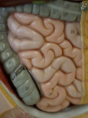 Close up of a pink and grey brain with the numbers 25 and 30 on it