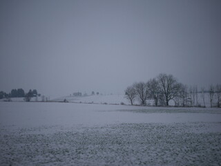 Snowy field with a few trees in the background