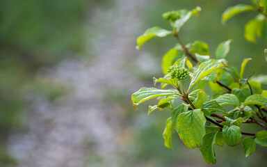 Fresh Dogwood buds for spring, growth and natural green concepts
