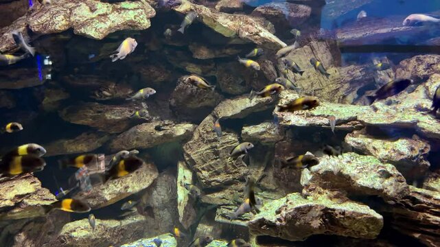 Clown loaches gracefully swimming through rocky underwater habitat, revealing vibrant behavior within carefully structured aquarium environment