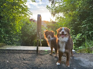 Two dogs standing next to each other in a wooded area