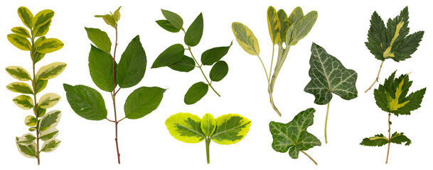 png set of leaves, twigs and flowers of meadow grass and ornamental plants in yellow and green, isolated on transparent background