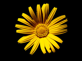 yellow flower on black
