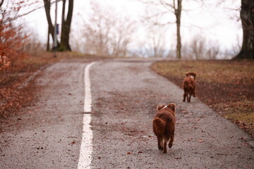 Two dogs are walking down a road