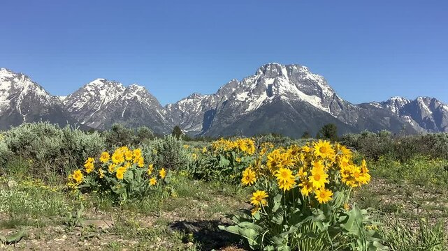 Yellow arrowleaf balsamroot flowers in Grand Teton National Park, Wyoming, USA