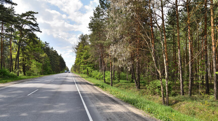 Asphalt road in the forest on a sunny day