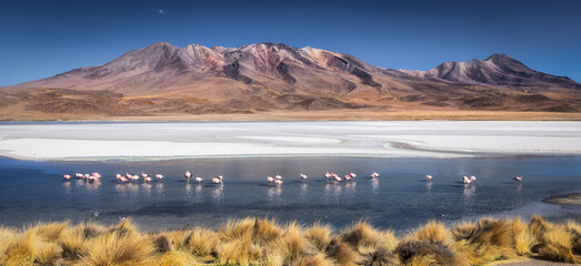 View of pink flamingos wading in the tranquil blue lake, set against a backdrop of rugged mountains and clear skies, Potosi Department, Bolivia.
