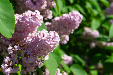 A vibrant bunch of purple flowers with green leaves behind