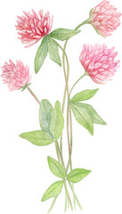 Hand-Painted Watercolor Illustration of a Red Clover Botanical Plant with Pink Blossoms, Green Leaves, and Delicate Stems – Isolated on White Background