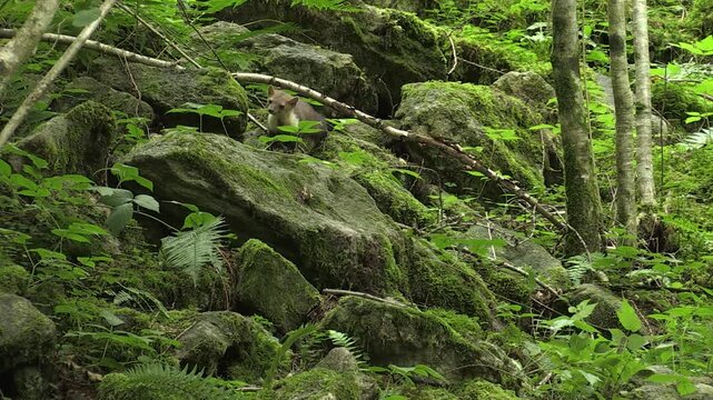 Martes foina faina animal marten	