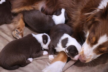 Mother dog is nursing her puppies