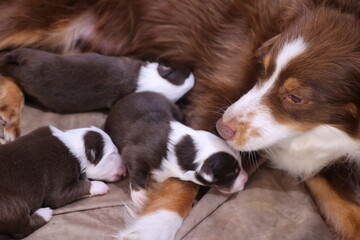 Mother dog is nursing her puppies
