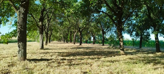trees in the park
