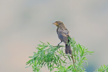  Cute red winged black bird on branch.