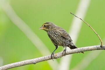   Small female red winged blackbird.