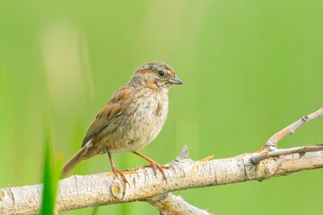 A small cute song sparrow is perched in a branch near Liberty Lake, Washington.