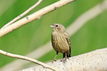  Cute brown headed cowbird stands on a branch.