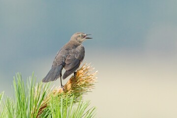   Older juvenile brewer's blackbird calls out.