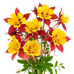 Fototapeta premium - Cluster of Wild Columbine Flowers in Bloom, isolated on a transparent background