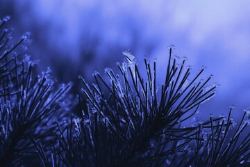 Close-up of pine needles covered in frost against a blurry blue background, creating a cold winter scene.