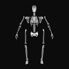 A human skeleton in black and white stands out against a dark background, with detailed bones and joints clearly visible. The anatomical illustration highlights the ribcage, skull.